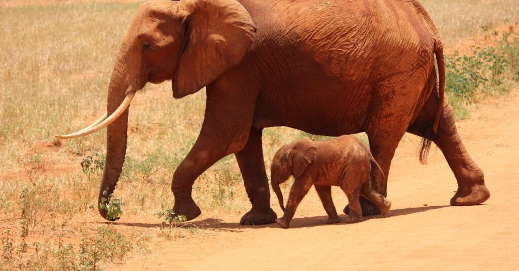 Adult African elephant and calf walking side by side in the sunny savanna.