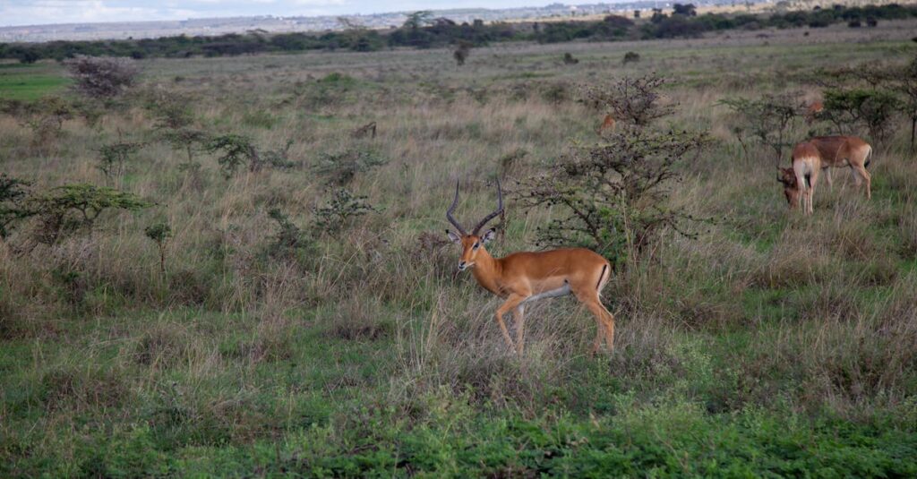 A majestic impala stands in the vast grasslands of Nairobi National Park, Kenya.