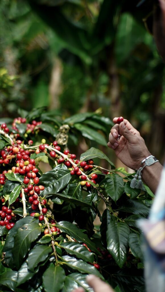 coffee culture kenya's coffe beans